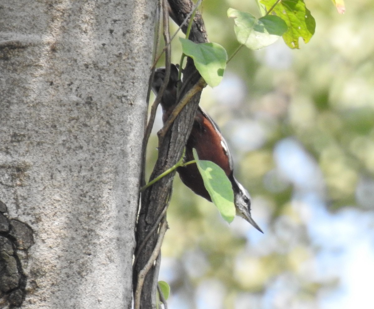 Indian Nuthatch - ML610053126