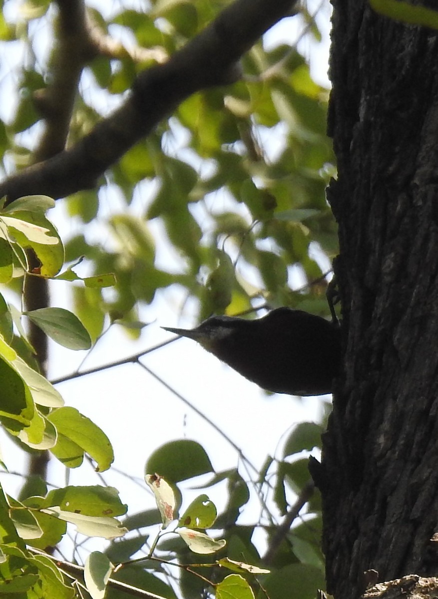 Indian Nuthatch - ML610053132