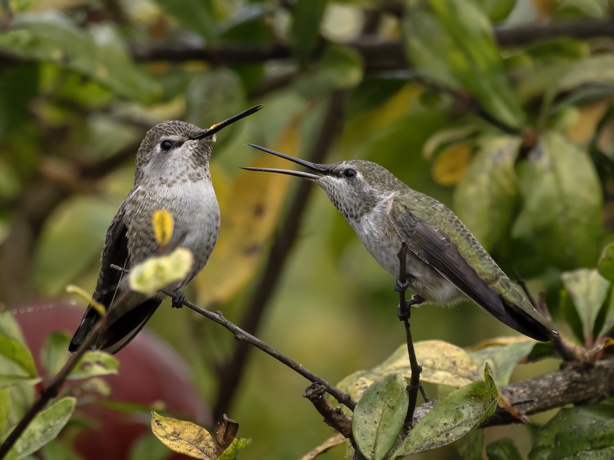 Colibrí de Anna - ML610053136