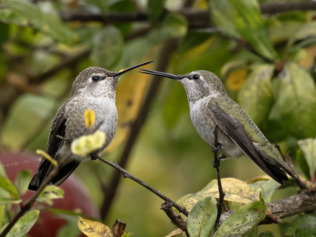 Colibrí de Anna - ML610053137