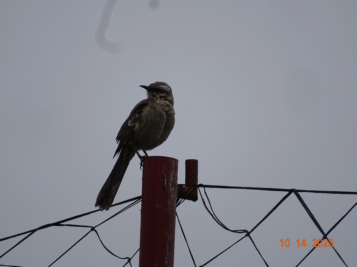 Long-tailed Mockingbird - Carmen Rosa Zerpa