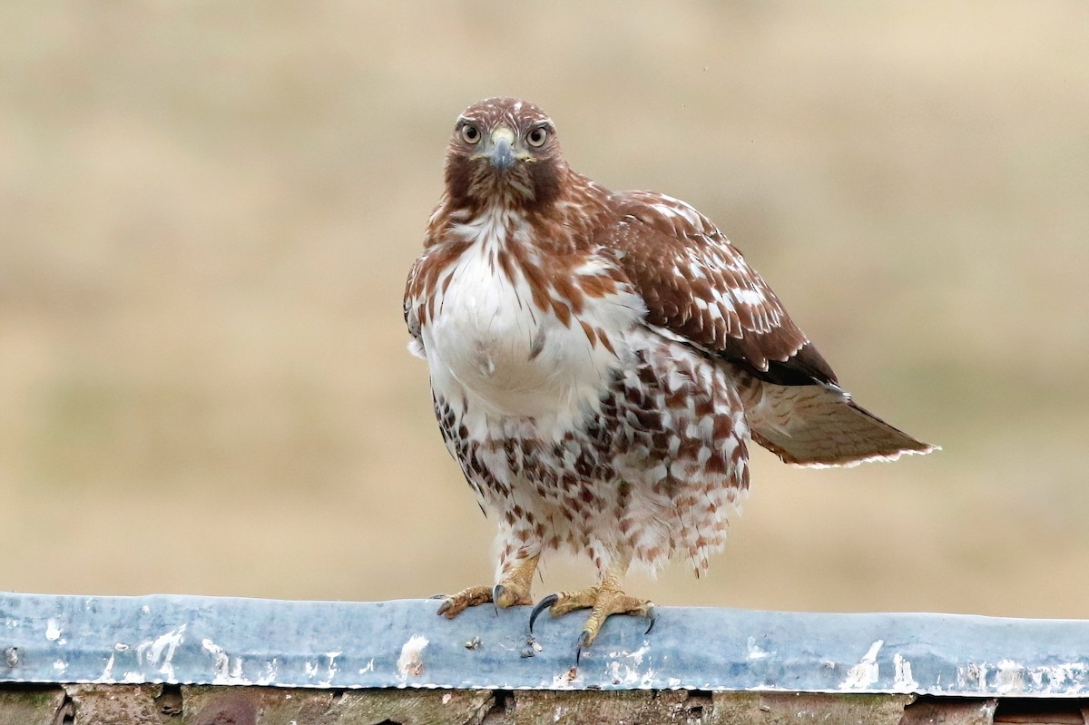 Red-tailed Hawk - ML610053196