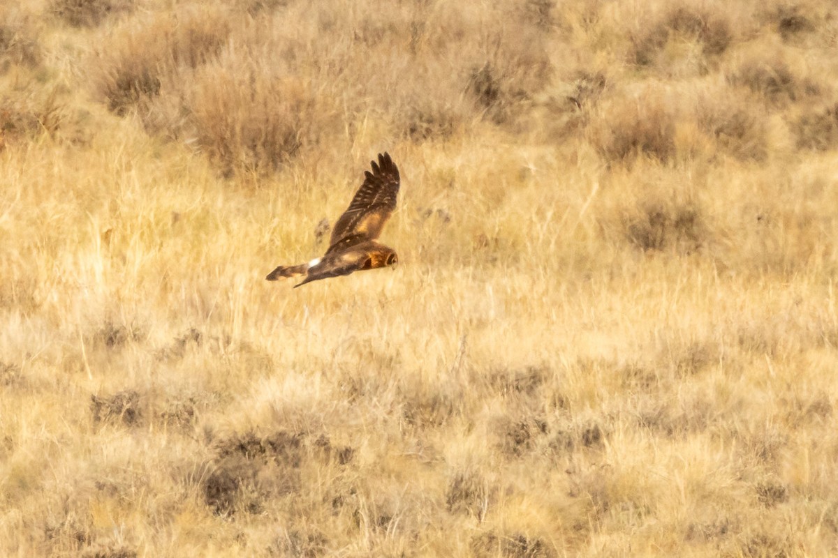 Northern Harrier - ML610053271