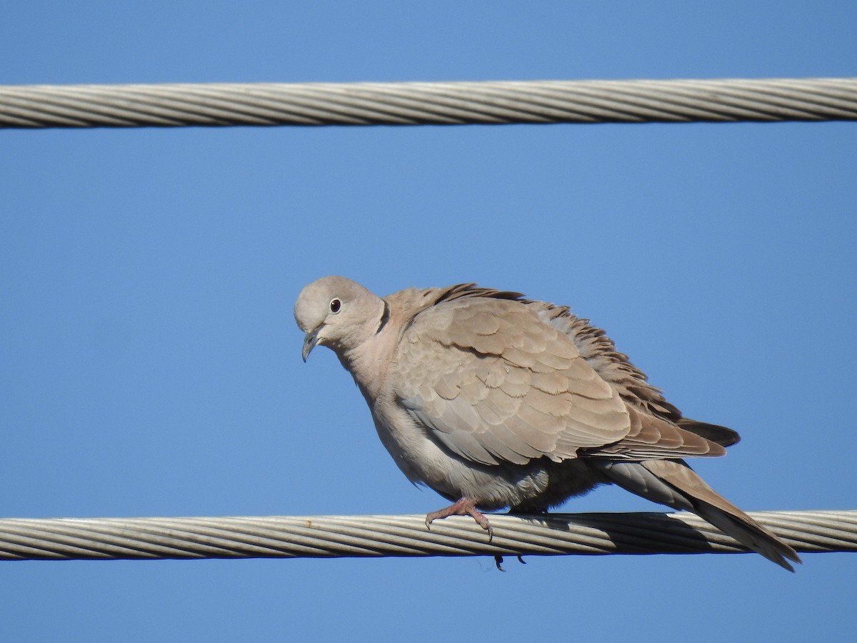 Eurasian Collared-Dove - ML610053371