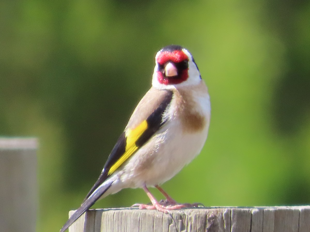 European Goldfinch - ML610053433