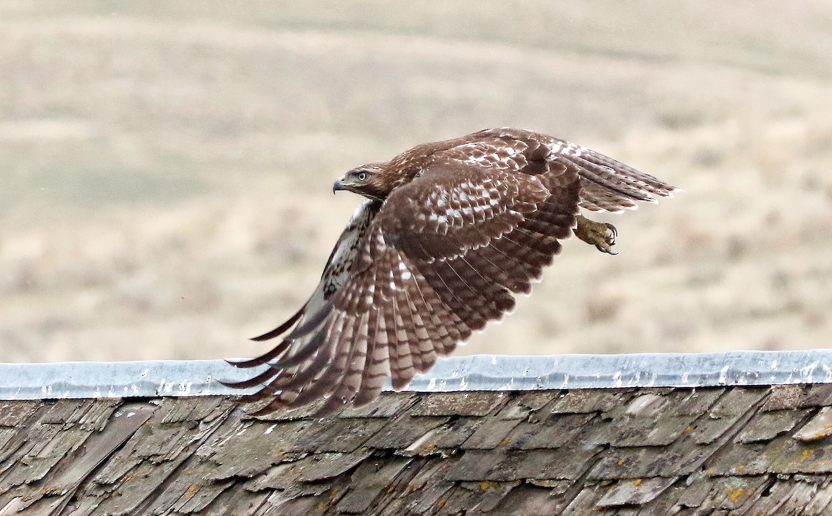 Red-tailed Hawk - ML610053470