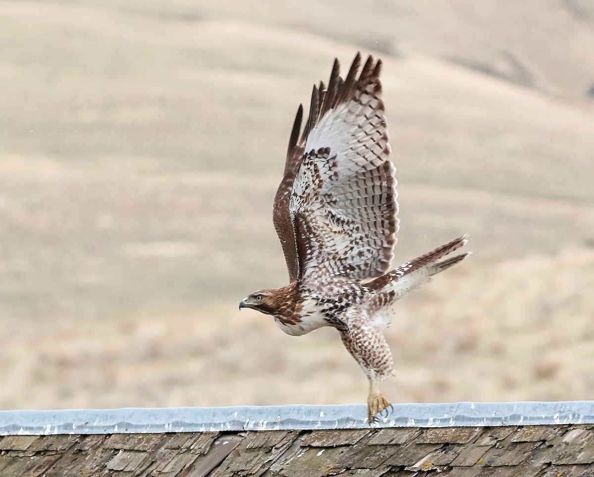 Red-tailed Hawk - ML610053497