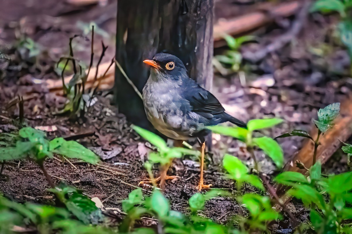 Slaty-backed Nightingale-Thrush - ML610053524