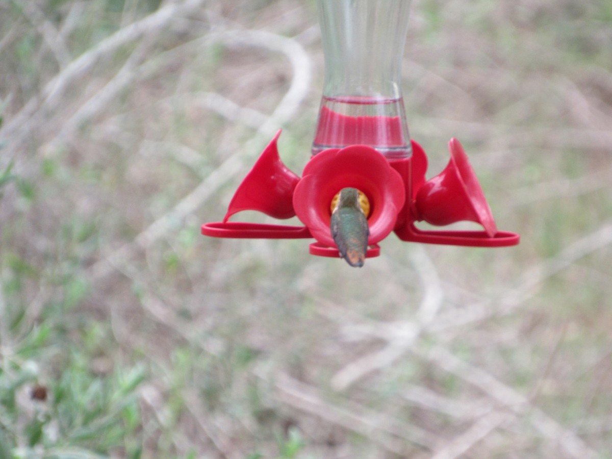 Rufous Hummingbird - ML610053555