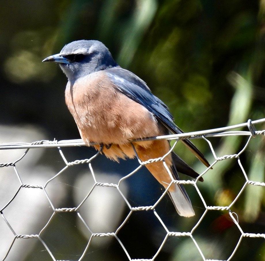 White-browed Woodswallow - Lissa Ryan