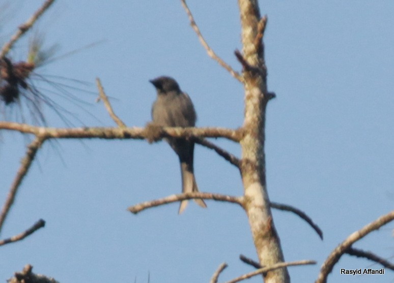 Ashy Drongo - ML610053728