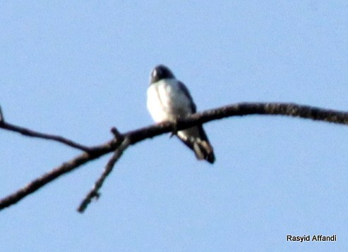 White-breasted Woodswallow - ML610053729