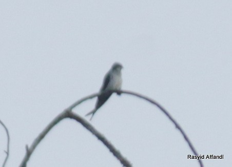 Gray-rumped Treeswift - ML610053731