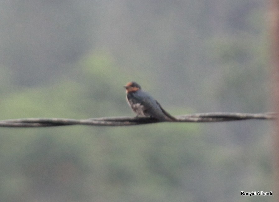 Pacific Swallow - ML610053736