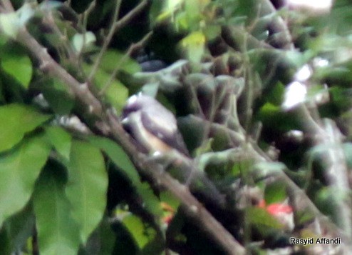 Long-tailed Shrike - ML610053745