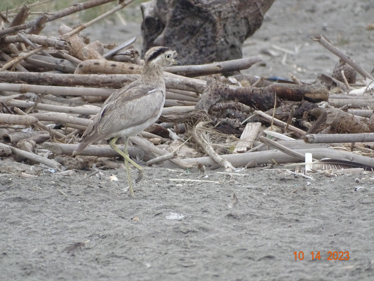 Peruvian Thick-knee - Carmen Rosa Zerpa