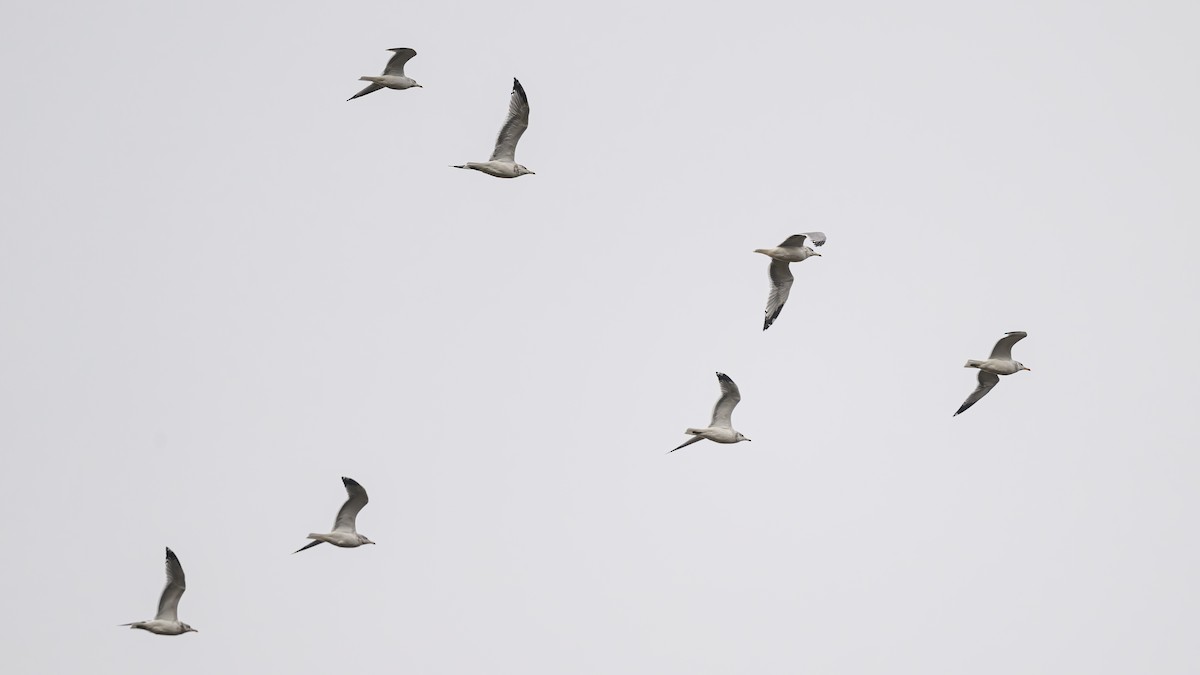 gull sp. - Bruce Kennedy