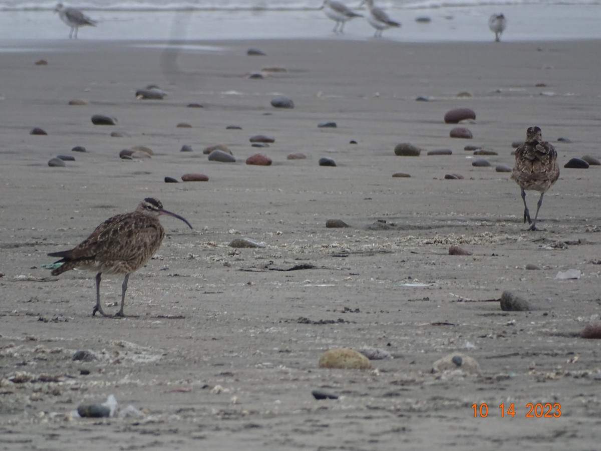 Whimbrel - Carmen Rosa Zerpa