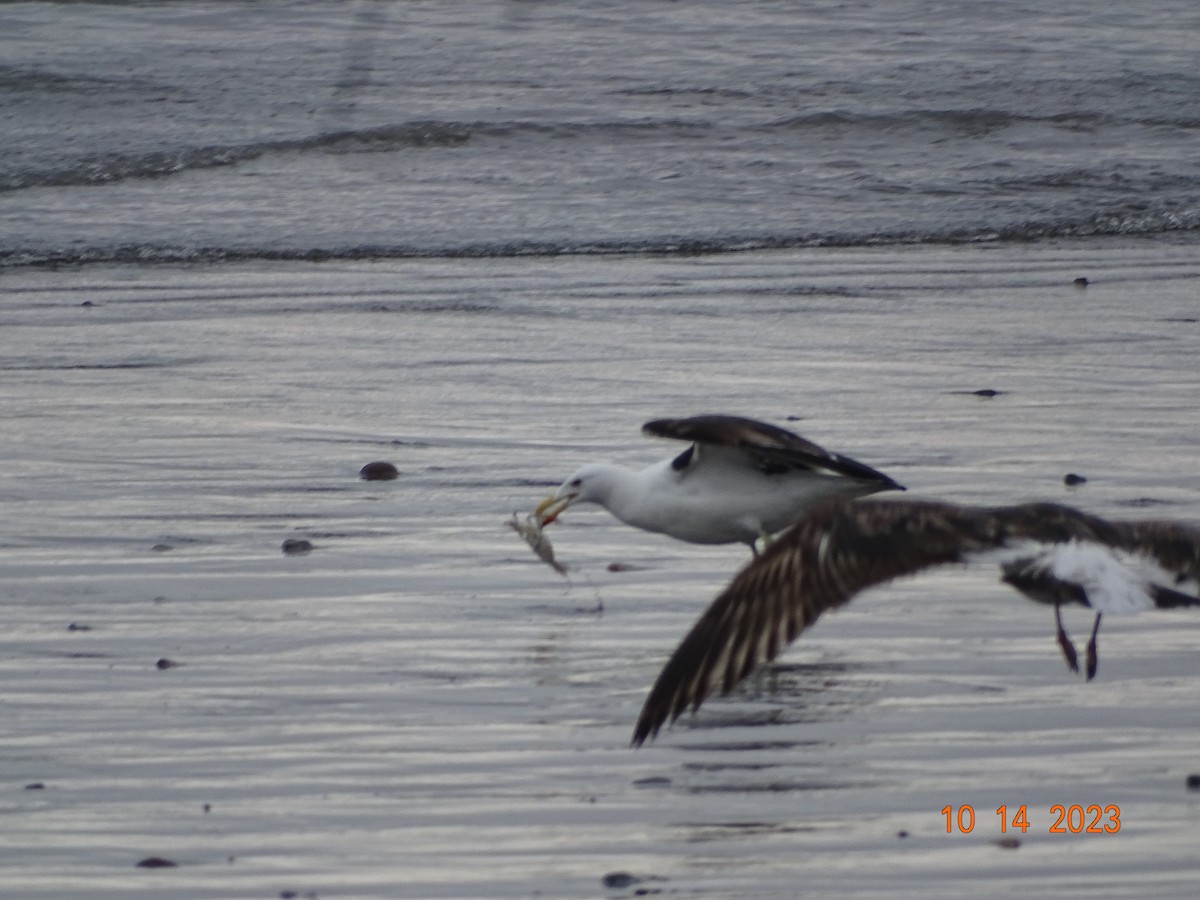 Belcher's Gull - Carmen Rosa Zerpa