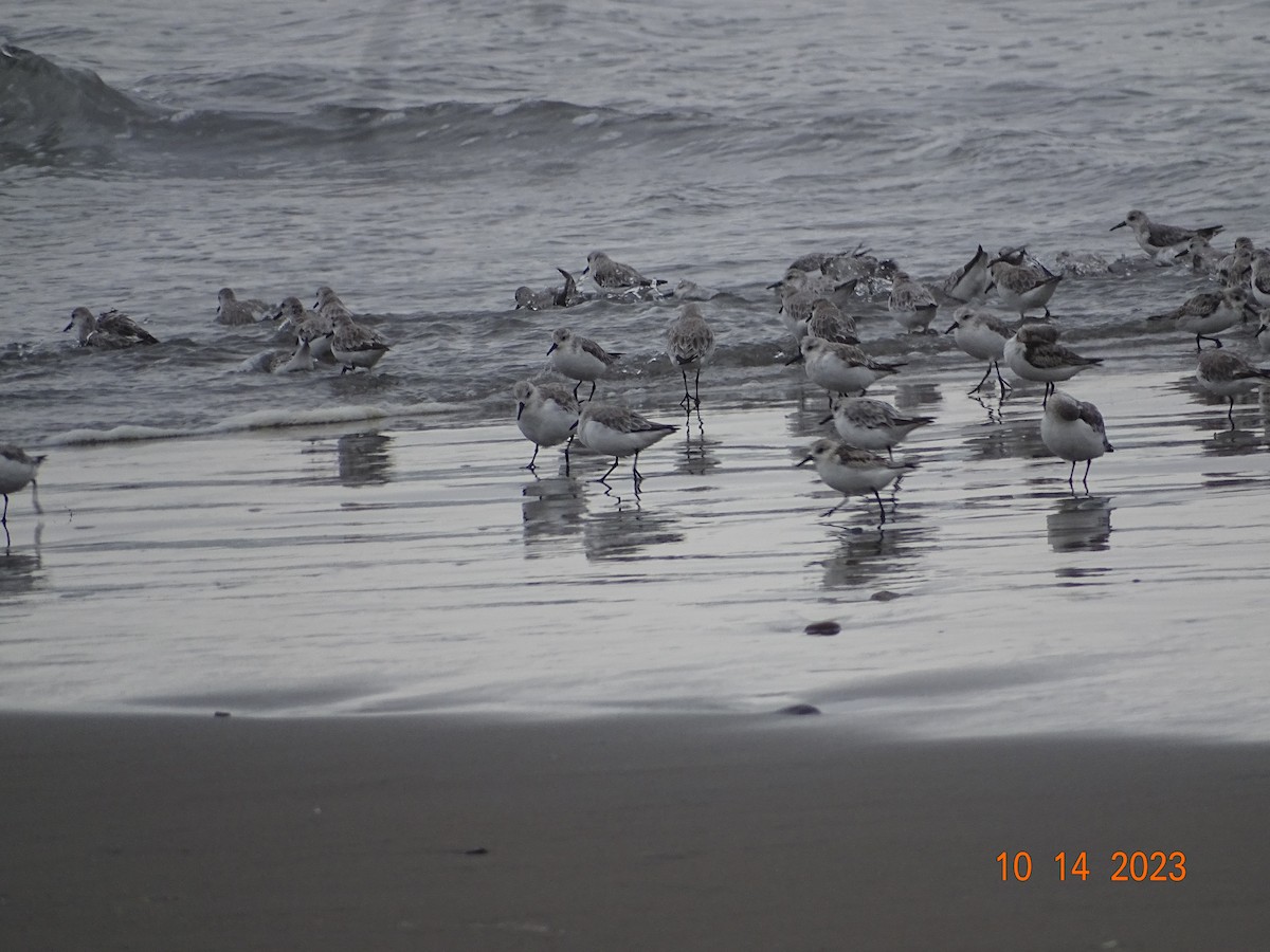 Bécasseau sanderling - ML610053986