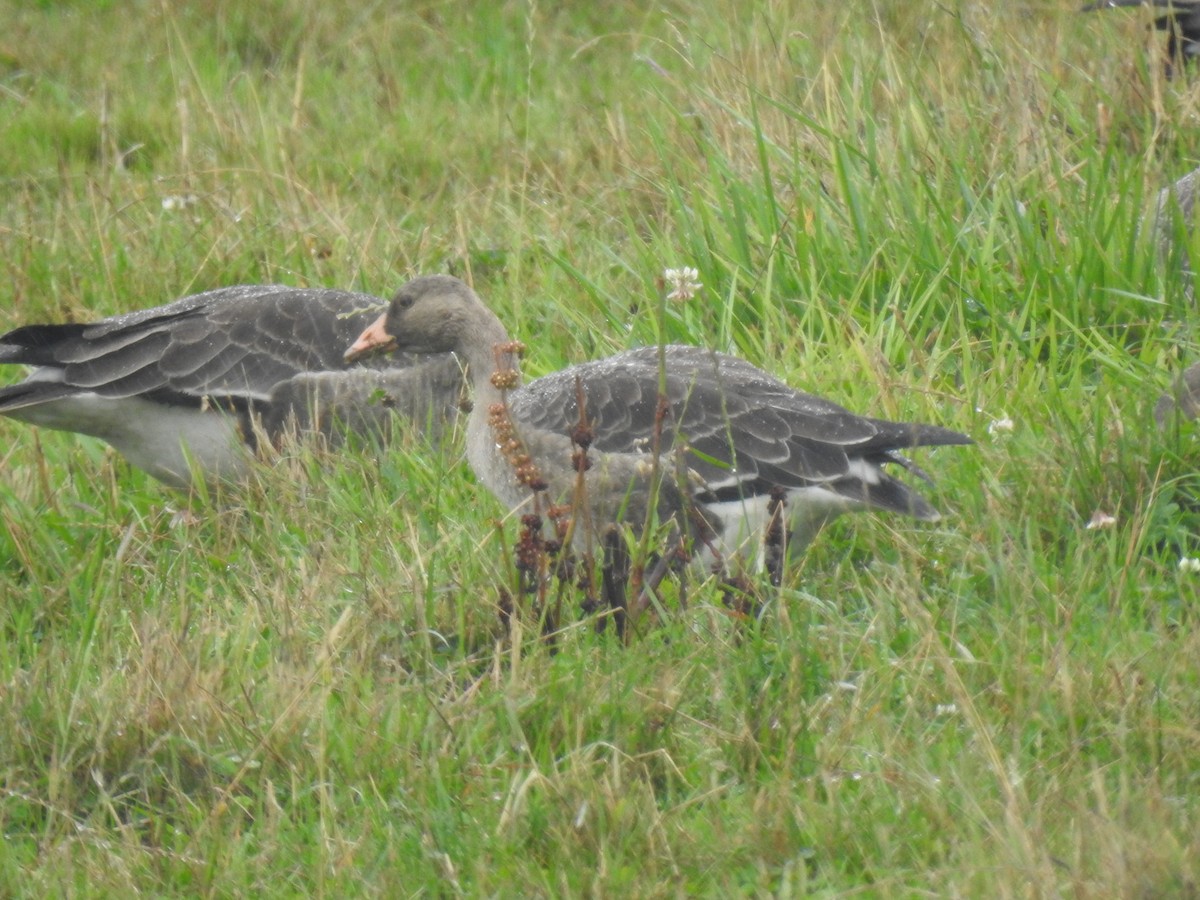Greater White-fronted Goose - ML610054011