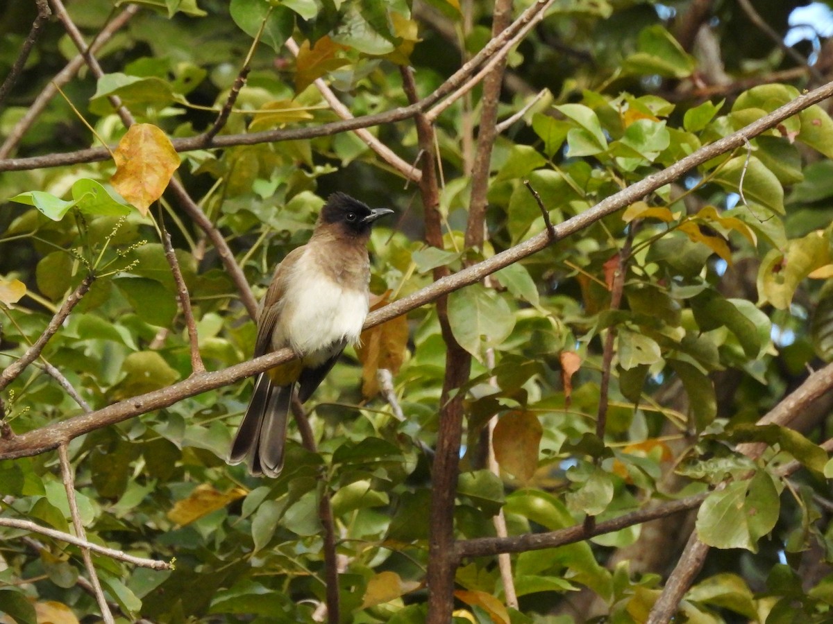 Common Bulbul (Dark-capped) - Mark Smiles