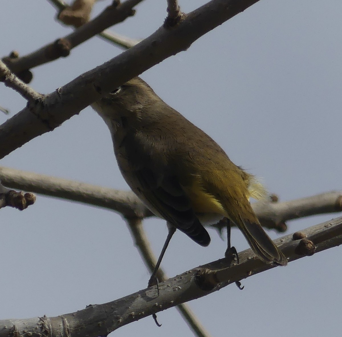 Palm Warbler - T A