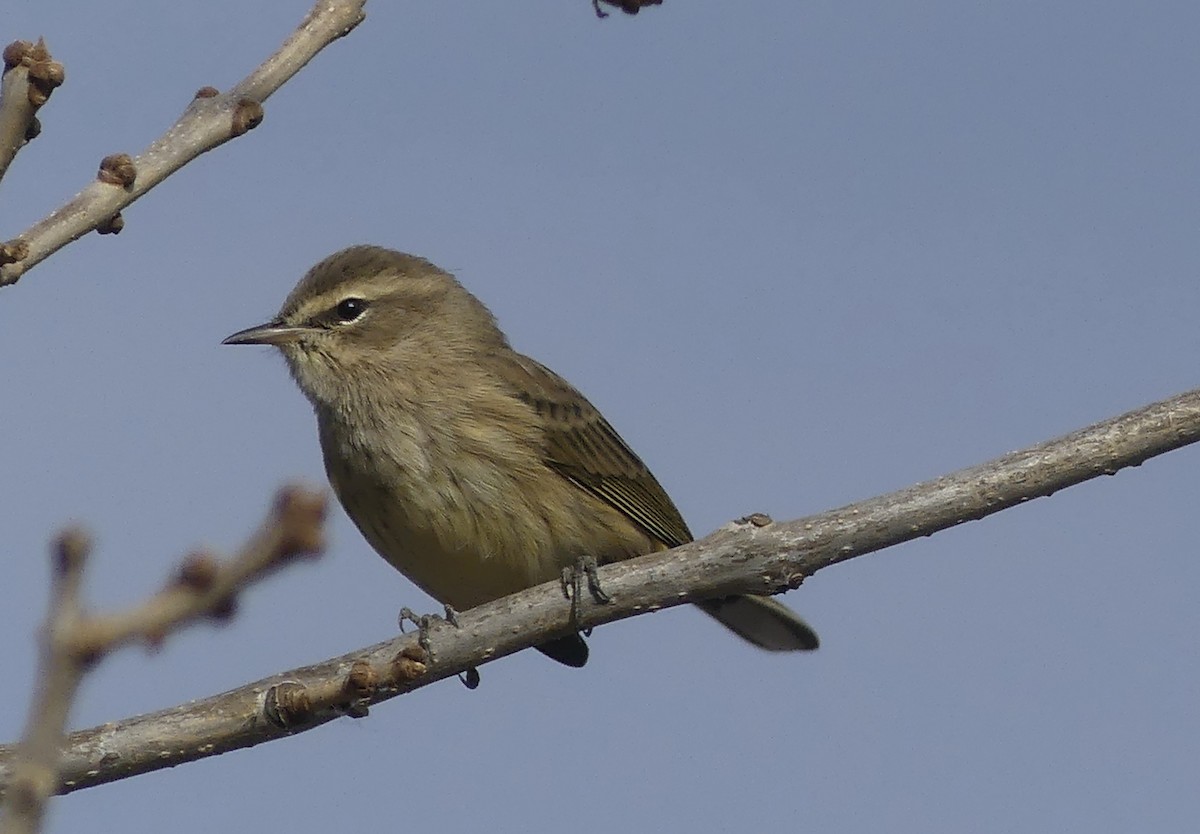 Palm Warbler - T A