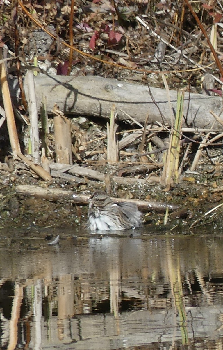 Song Sparrow - T A