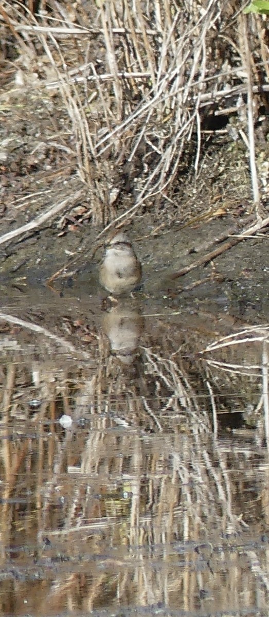 American Tree Sparrow - T A