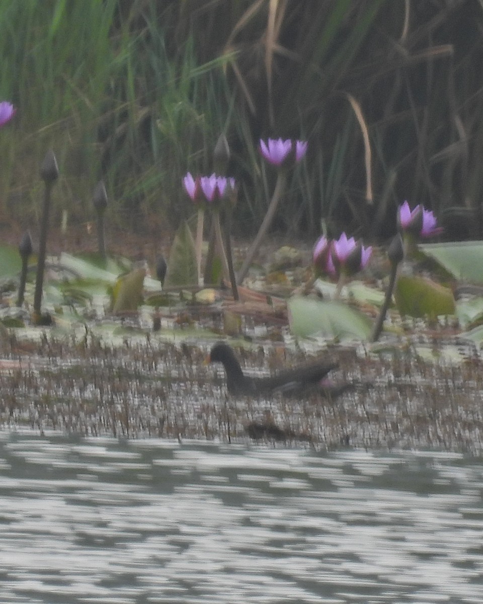 Eurasian Moorhen - Ambady Sasi