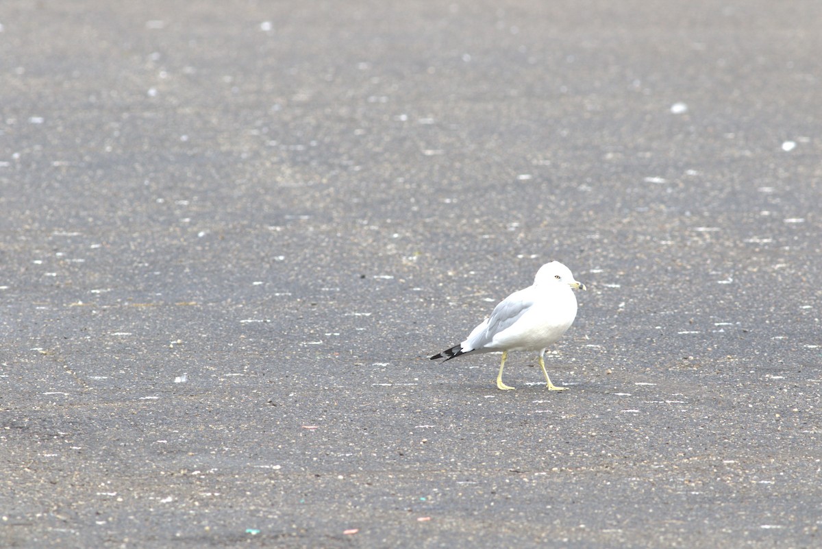 Ring-billed Gull - ML610054428