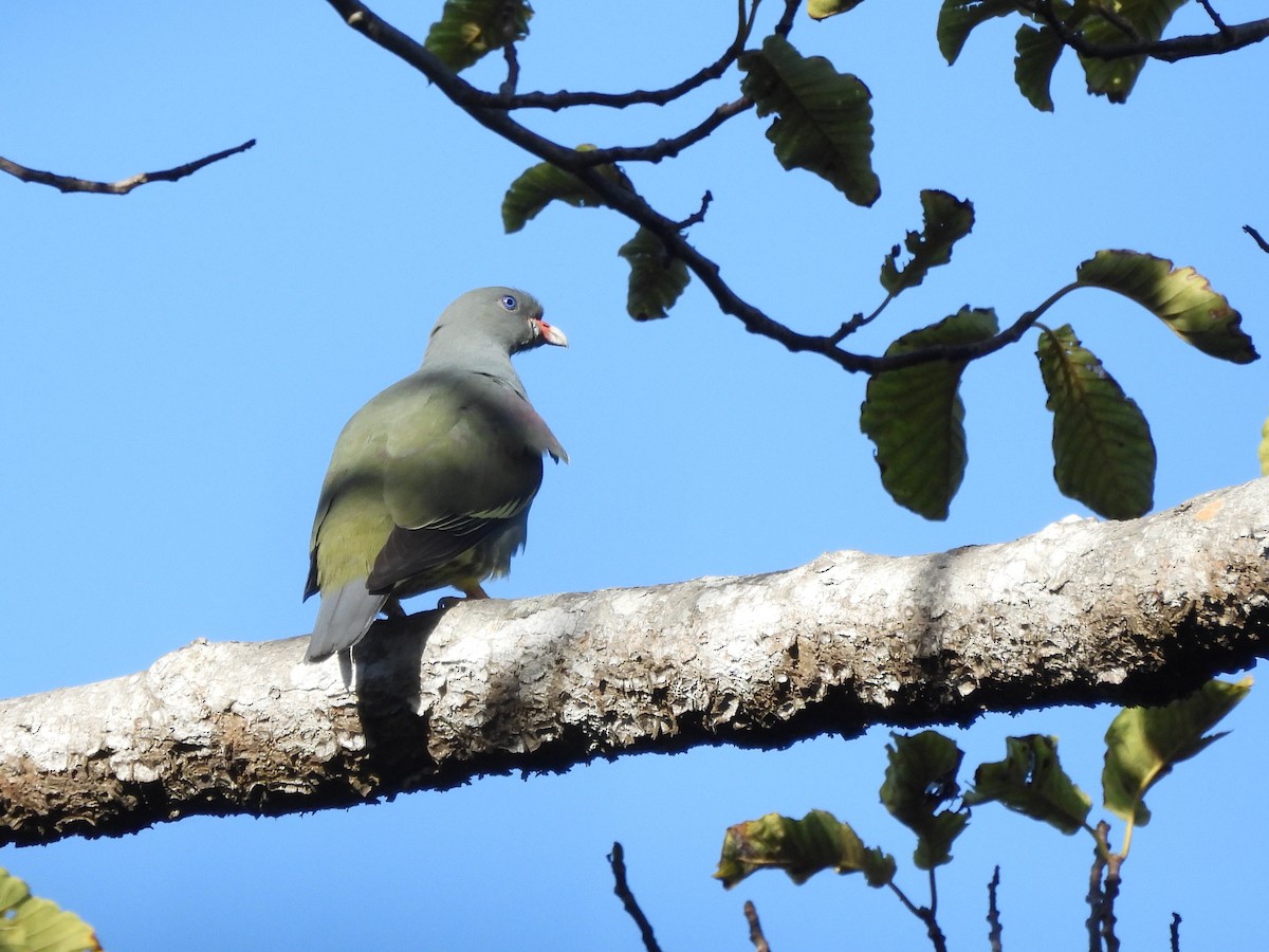 Pemba Green-Pigeon - Mark Smiles