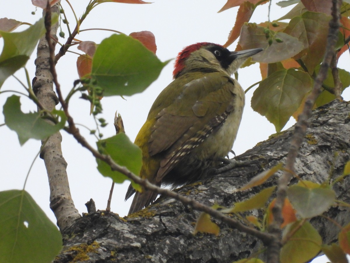 Eurasian Green Woodpecker - Seppo Neuvonen