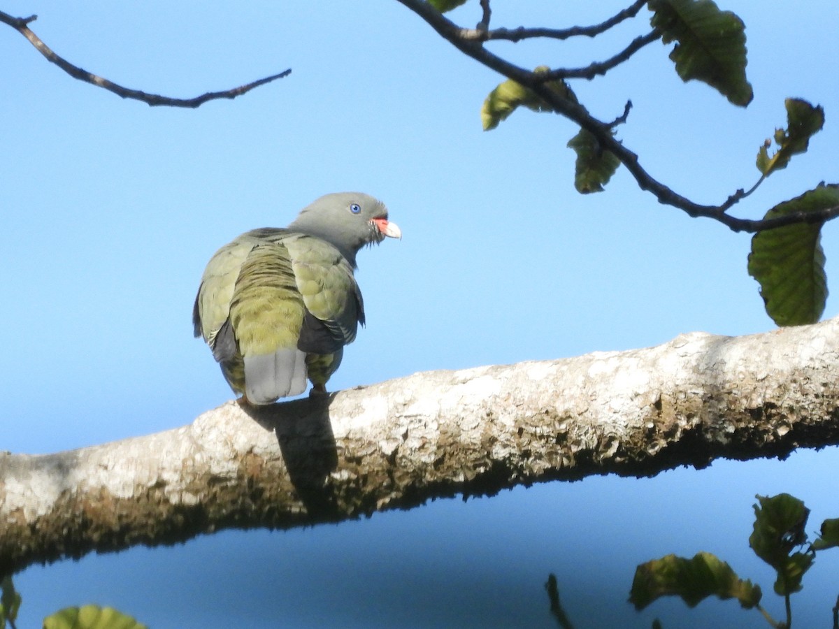 Pemba Green-Pigeon - Mark Smiles