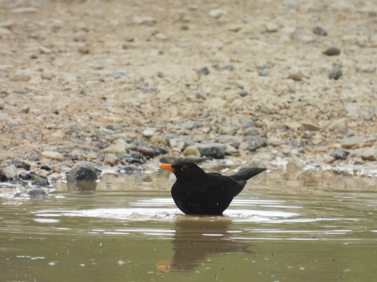 Eurasian Blackbird - Seppo Neuvonen