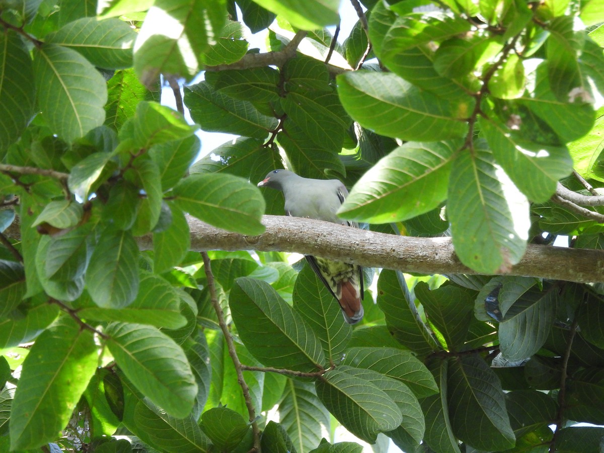 Pemba Green-Pigeon - Mark Smiles