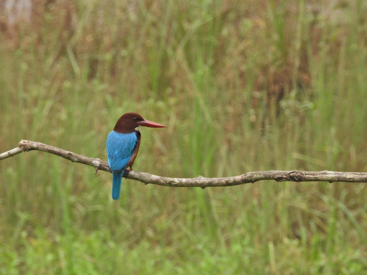 White-throated Kingfisher - Ambady Sasi