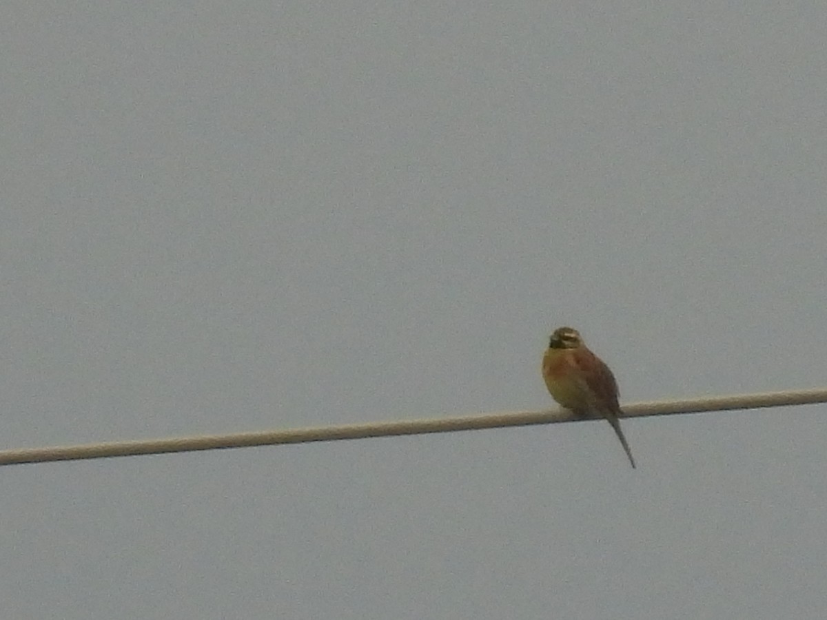 Cirl Bunting - Seppo Neuvonen