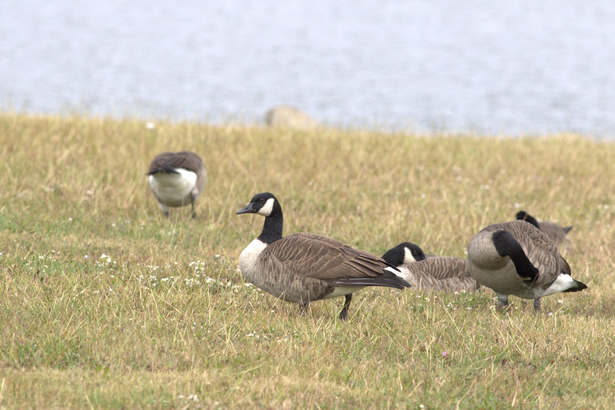 Canada Goose - ML610054523