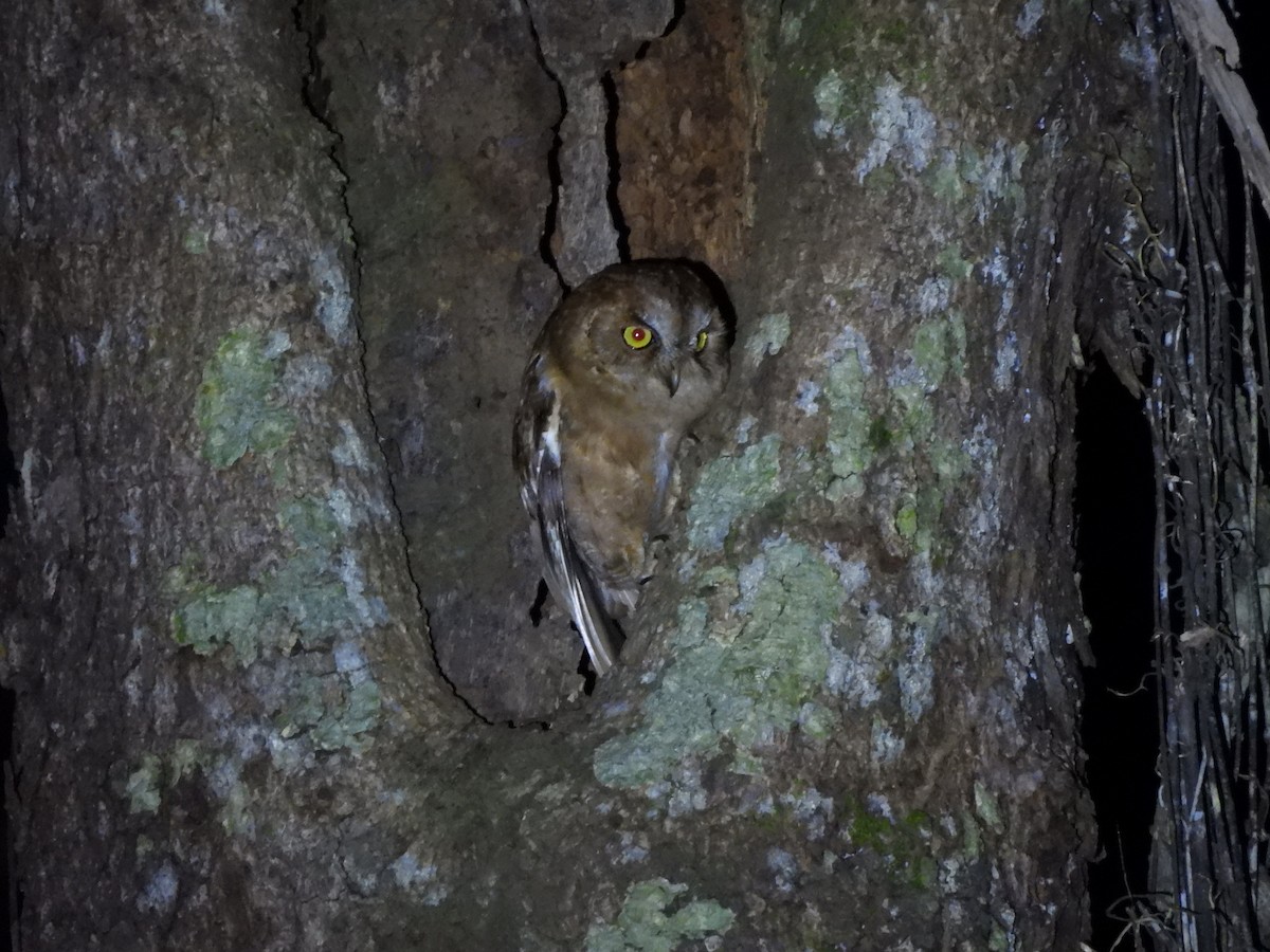 Pemba Scops-Owl - Mark Smiles