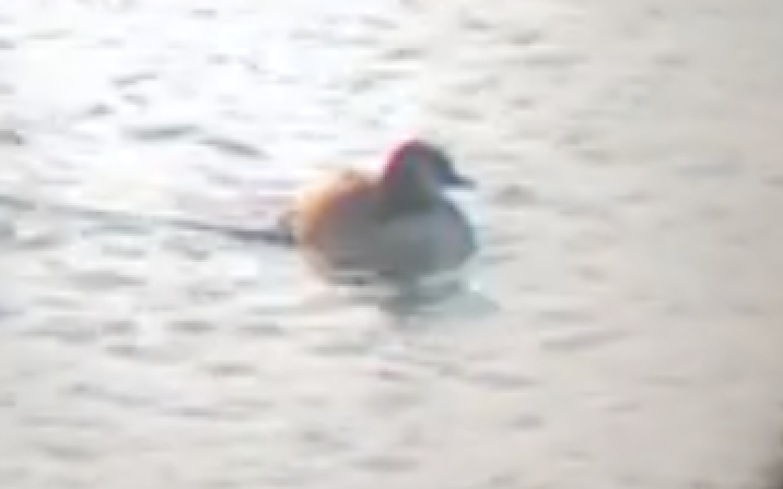 Cackling/Canada Goose - ML610054577