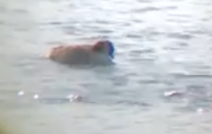 Cackling/Canada Goose - ML610054579