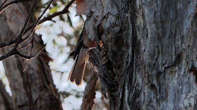 Gray Shrikethrush - ML610054588