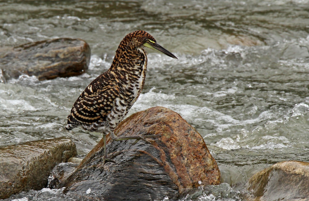 Fasciated Tiger-Heron - ML61005461