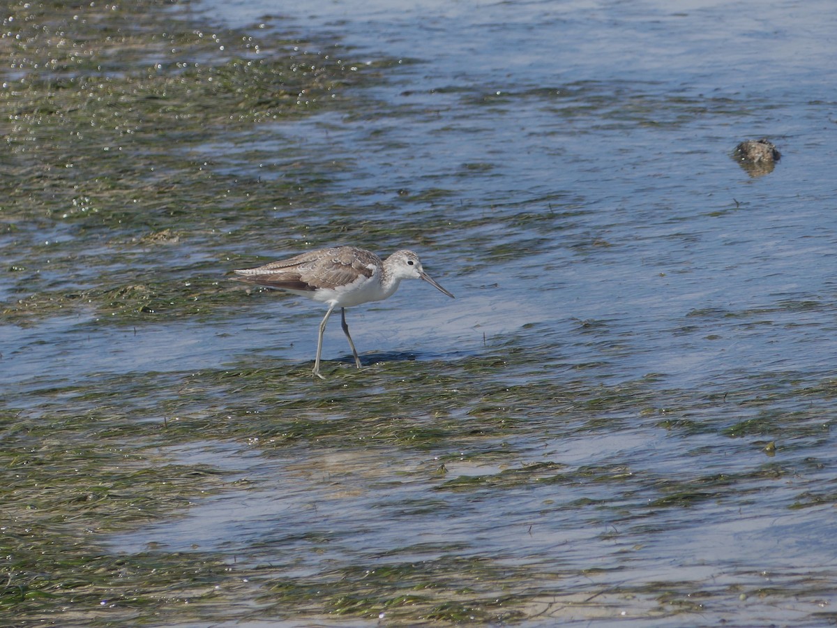 Common Greenshank - ML610054614