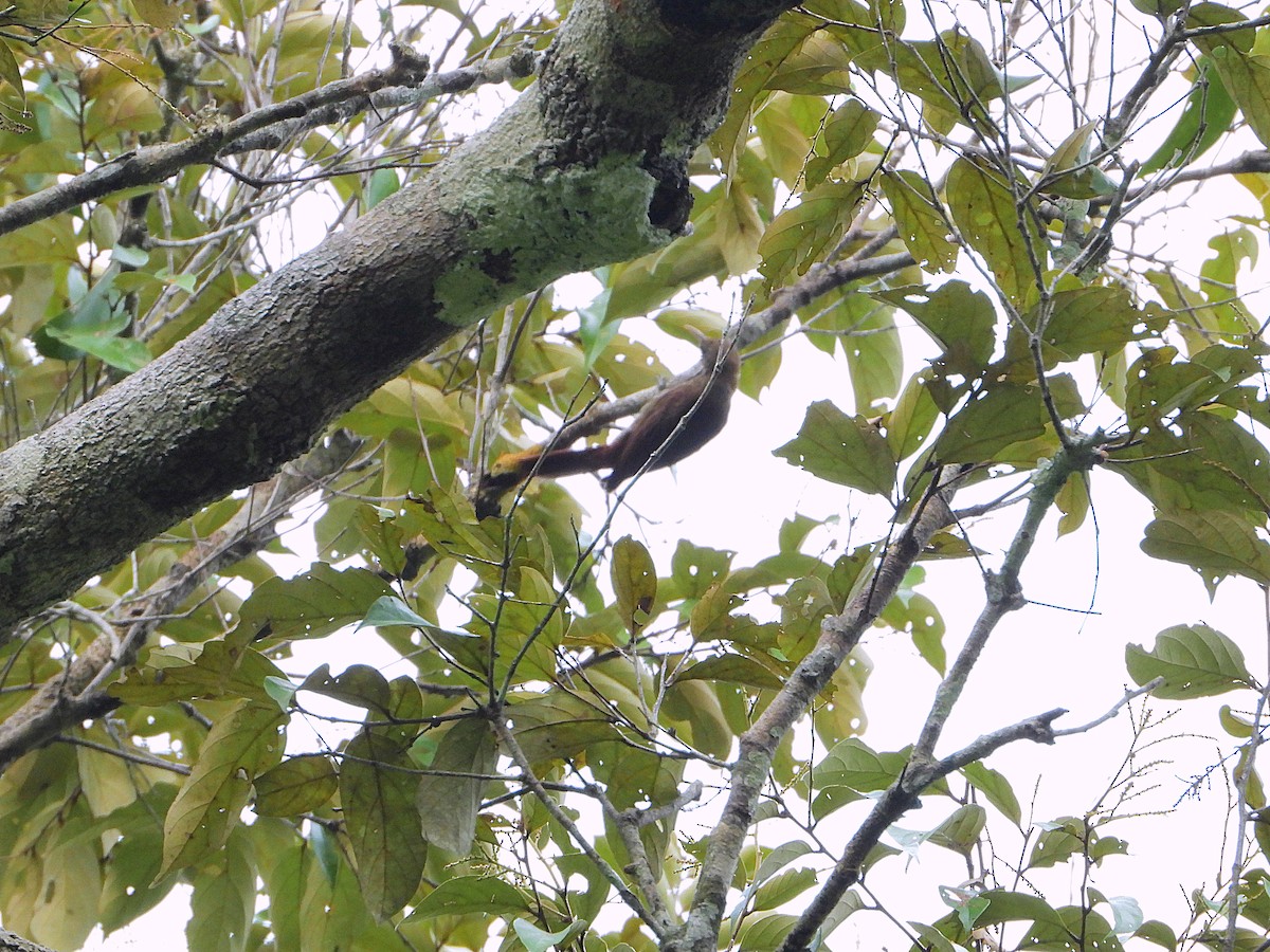 Inambari Woodcreeper - ML610054630