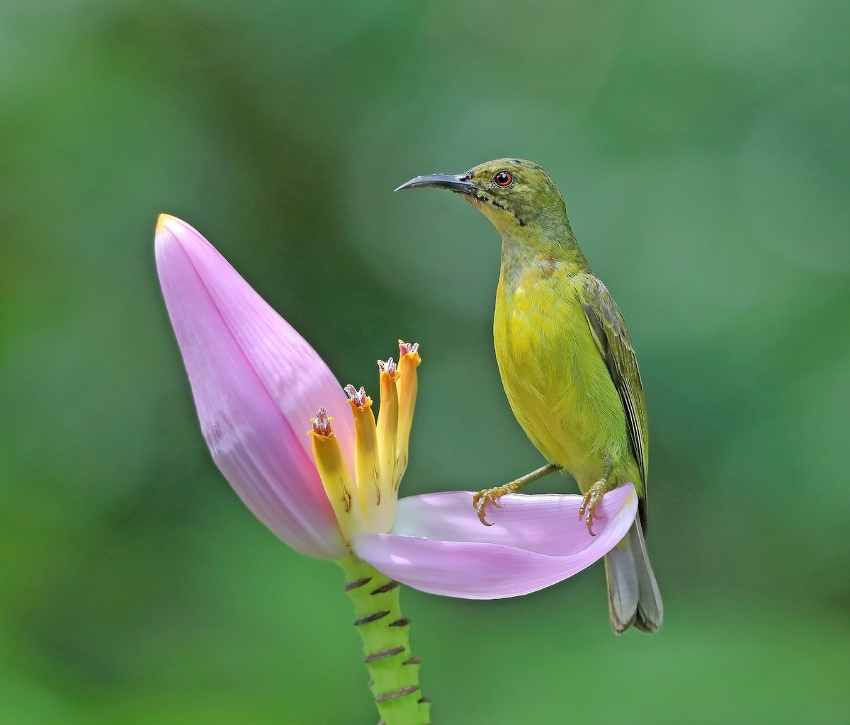 Brown-throated Sunbird - ML610054647