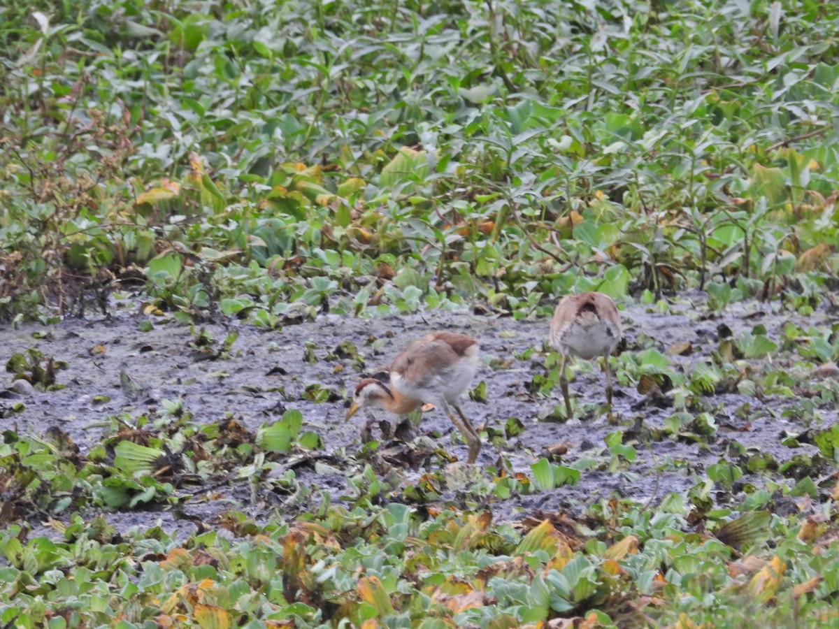 Jacana Bronceada - ML610054685