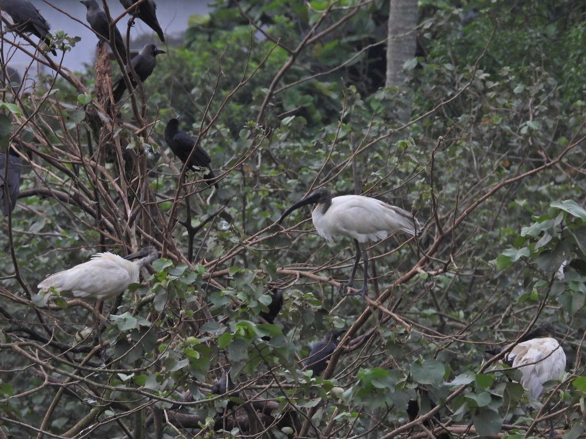 Black-headed Ibis - Ambady Sasi